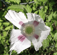 Load image into Gallery viewer, 1 lb OG All Natural Wildcrafted Poppyseed papaver somniferum UW Untreated - Old City Spices FP
