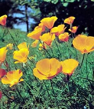 Load image into Gallery viewer, 1 oz What Did I Do Now Ache &amp; Pain - California Poppy Tincture - Florida Poppy
