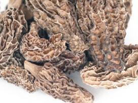 Morel Mushroom - Dried 1 ounce - Florida Poppy