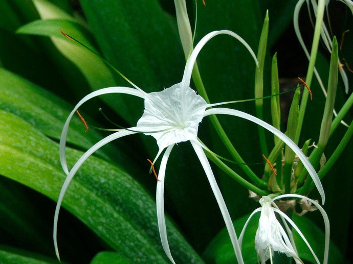 Peruvian Spider Lily Bulbs 3 pieces - Florida Poppy